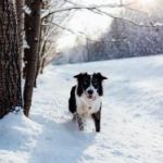 欧洲视频在线观看免费se 29ctll