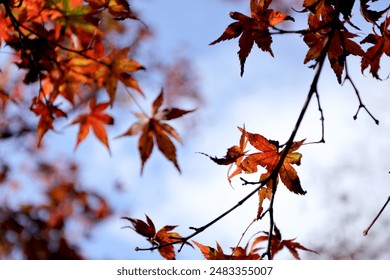 poverty中国老妇人