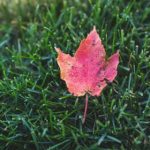 vibos中国老妈 f4in7flzr