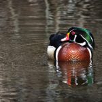 poronovideos特另另类 qur50pwx