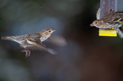 皇太极海兰珠肉汁多尔衮