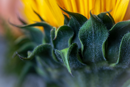 皇上被臣子压np 皇上被臣子压np