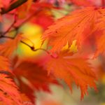 可播放欧美同性freebest zvlq35