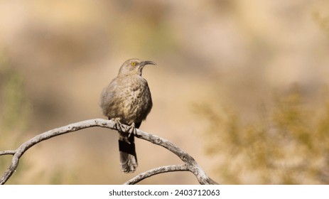 不虚此行：免费下载优质资源的终极指南