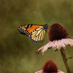 不见星空 漫画:在黑暗中寻找光明的心灵旅程 bh5w4nr