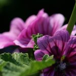 奈飞影视免费观看:畅享全球热门影视剧的最佳途径与技巧 ko5a1o1g