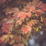 免费日本动漫:畅享经典与新番,尽在你的掌中世界 wk7123