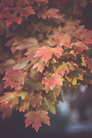 免费日本动漫:畅享经典与新番,尽在你的掌中世界 免费日本动漫:畅享经典与新番,尽在你的掌中世界