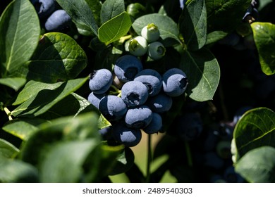 探索Ambilight技术：如何提升家庭影院的视觉体验