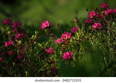 探索本子漫画软件的多样功能与使用技巧