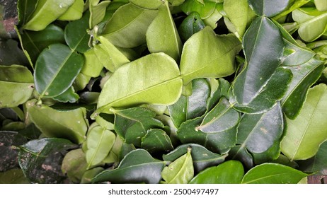 探索感官世界:电影与漫画的奇妙交融 探索感官世界:电影与漫画的奇妙交融