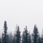 探索香蕉网:如何利用这一平台提升你的在线业务 kef1ivwe