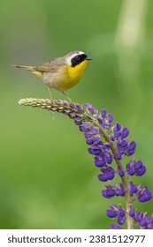 探索www.aqdav.net：一个全新的网站体验与资源分享平台