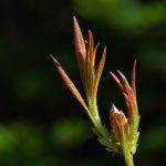 探索 Palipali App:提升生活效率的智能工具 qp89bm