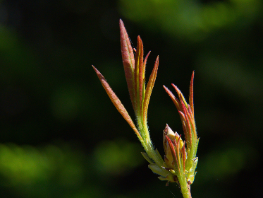 探索 Palipali App：提升生活效率的智能工具